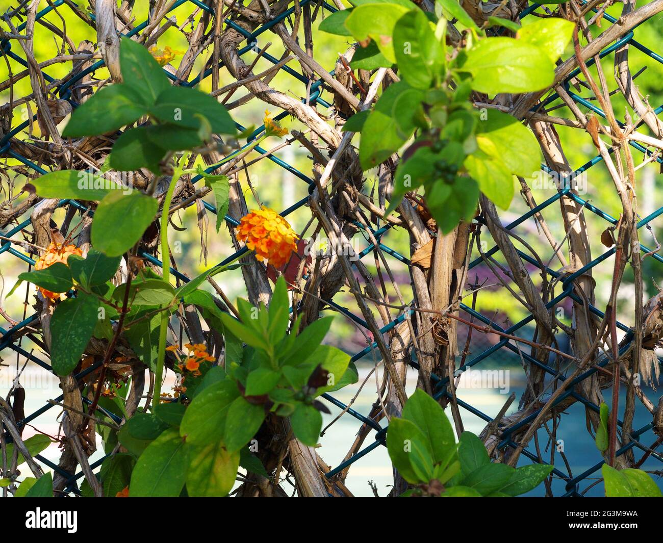 Flower vines on fence hi-res stock photography and images - Alamy