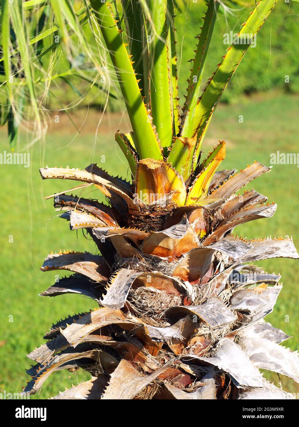 upper part of palm tree trunk Stock Photo Alamy