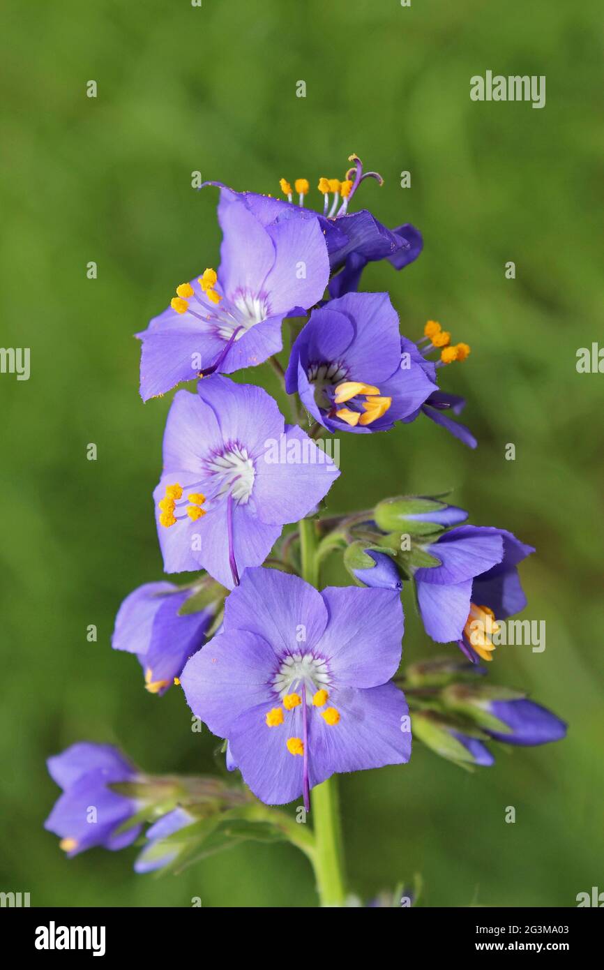 Jacob's Ladder Polemonium caeruleum at Lathkill Dale, Derbyshire, UK Stock Photo