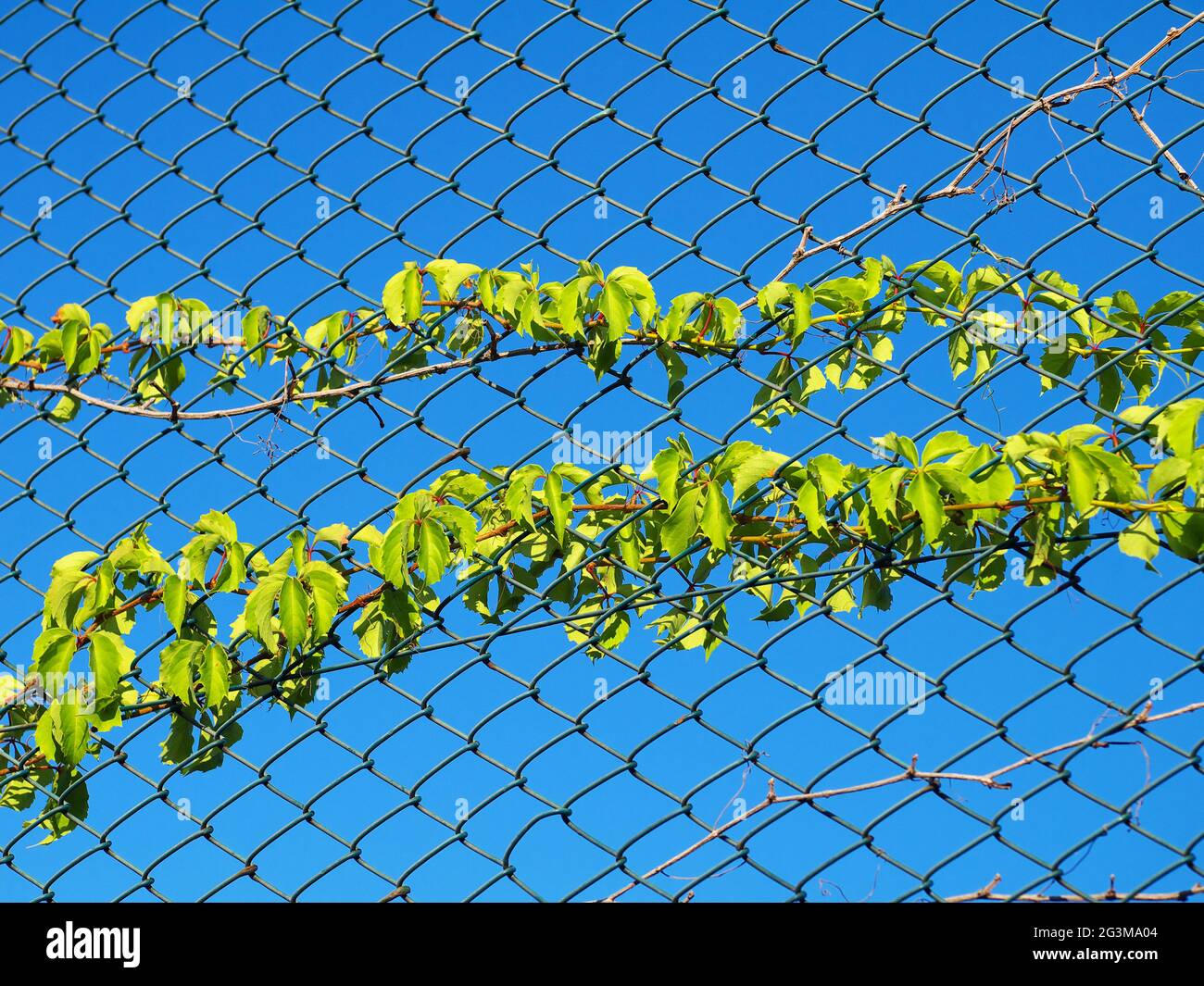 two vines on chain link fence against blue sky background Stock Photo