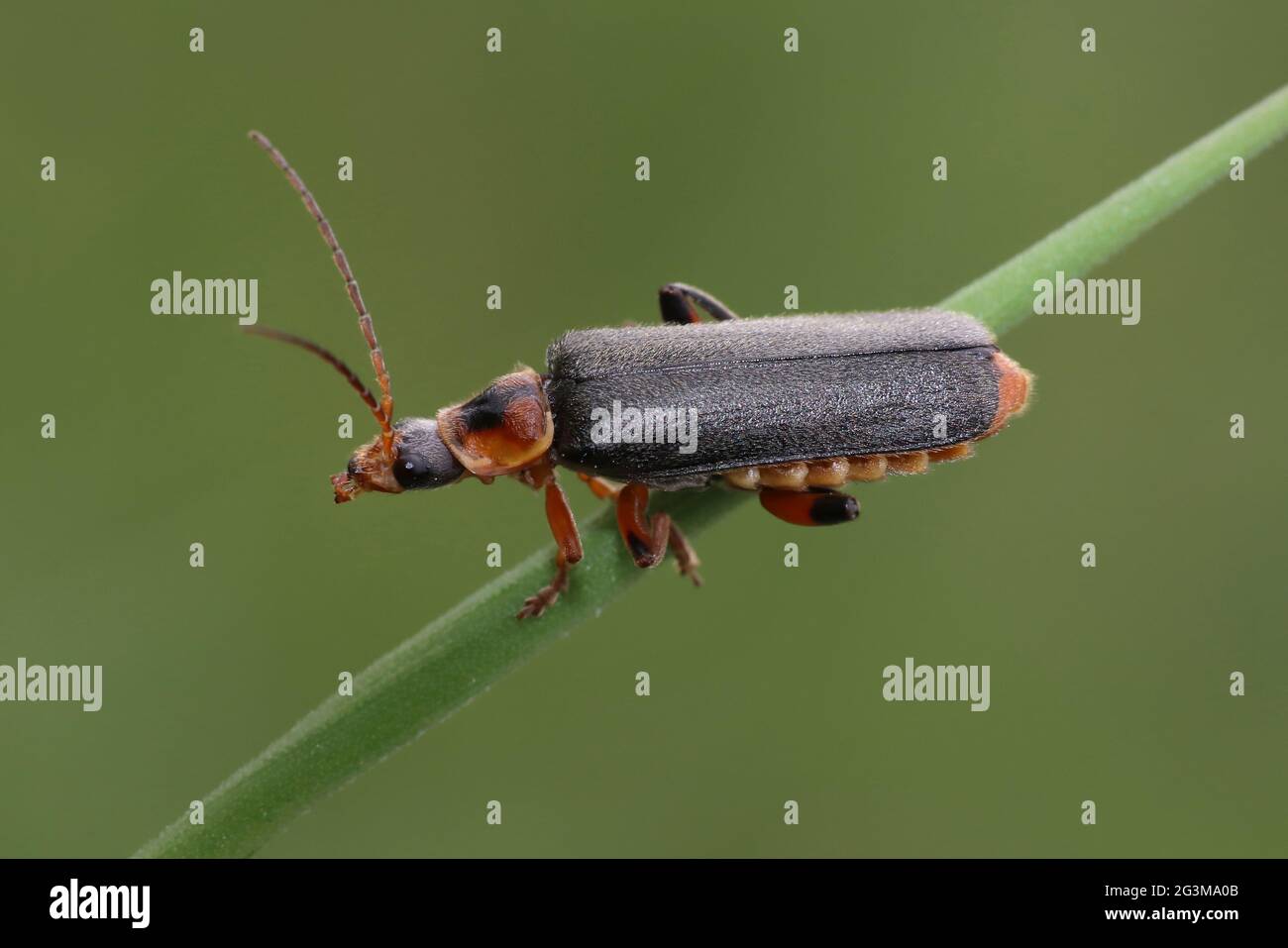 Soldier Beetle Cantharis nigricans Stock Photo