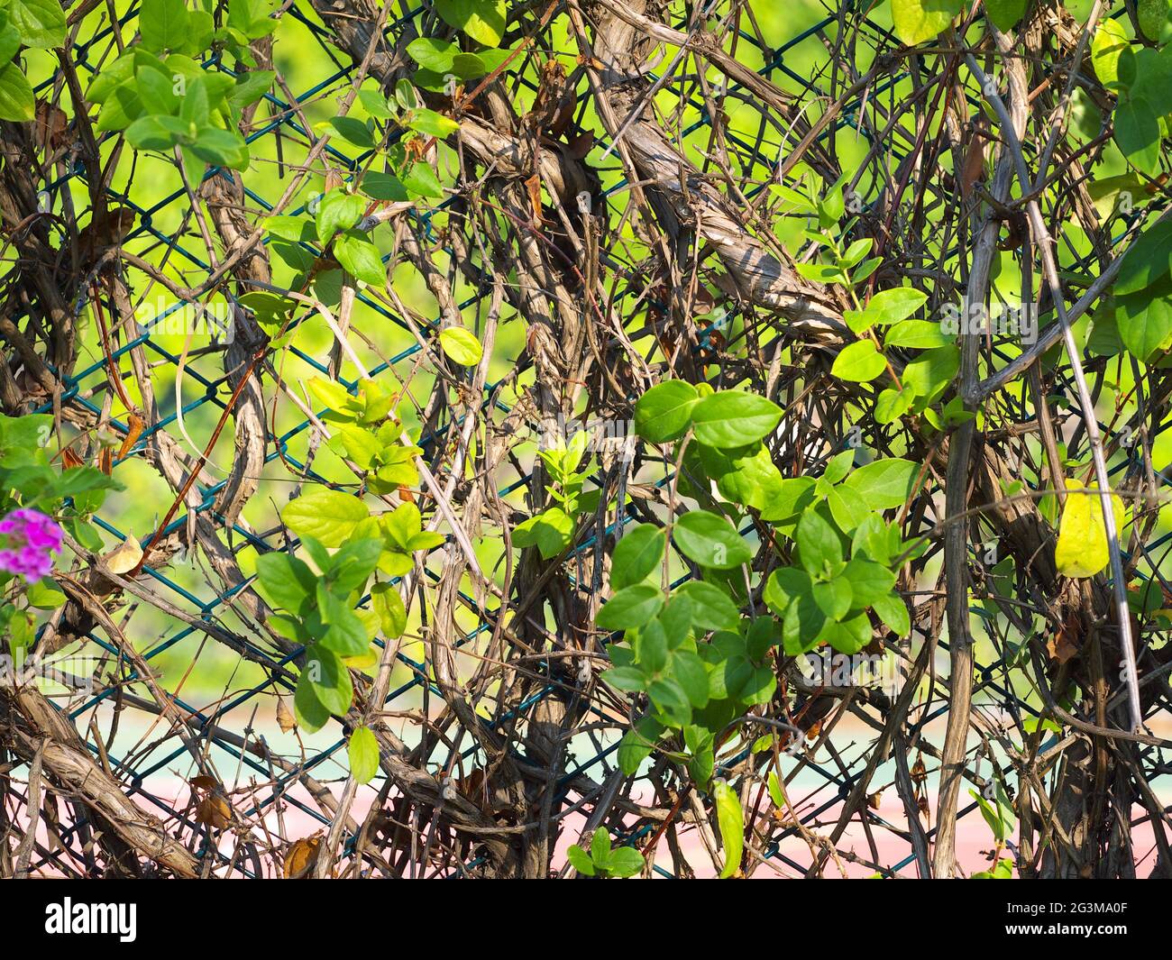 chain link fence covered by climbing vines Stock Photo Alamy