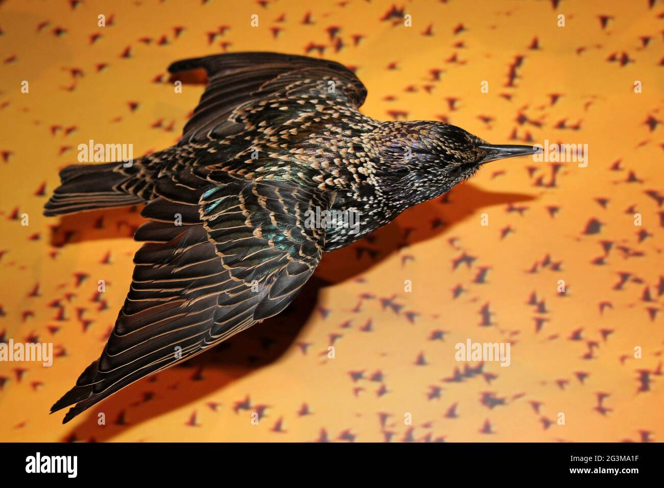 Taxidermy Starling Stock Photo
