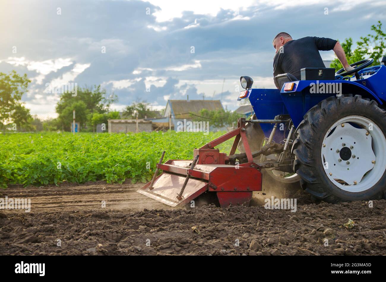 A farmer is cultivating a field before replanting seedlings. Milling soil, crushing and loosening ground before cutting rows. Farming. Preparatory ear Stock Photo