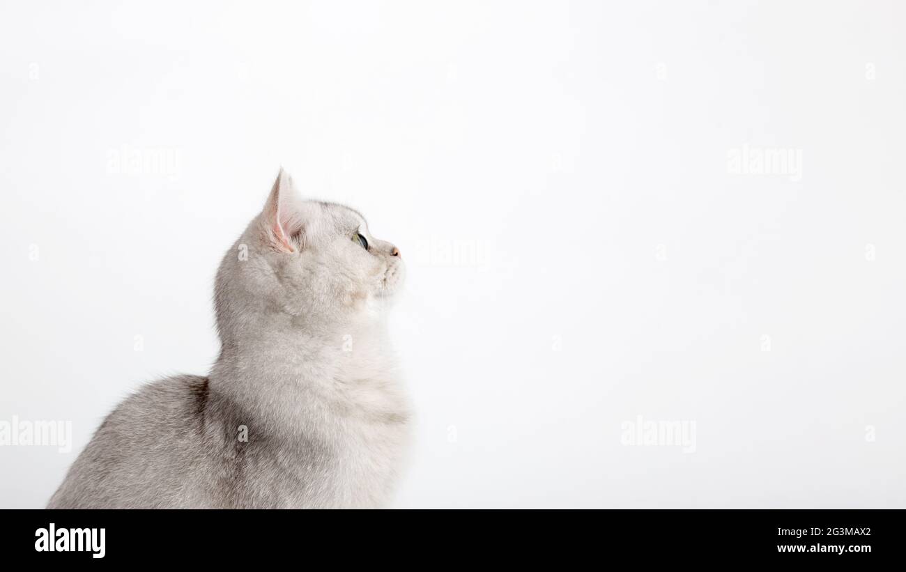 Wide banner. A white British cat sits and looks to the side and up to an empty space. Stock Photo