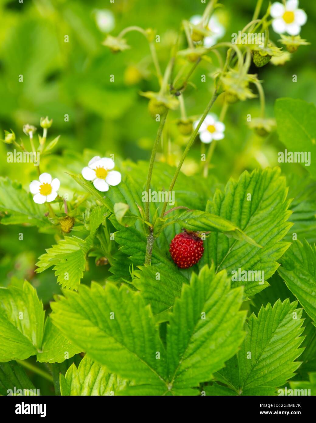 Red and white strawberry flowers hi-res stock photography and images ...