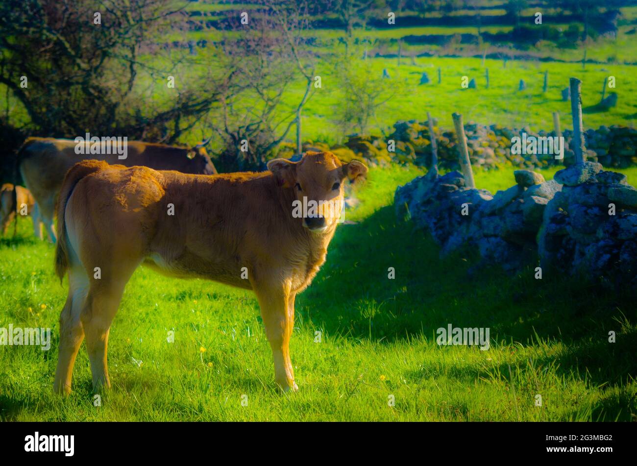 vacas en la montaña Stock Photo
