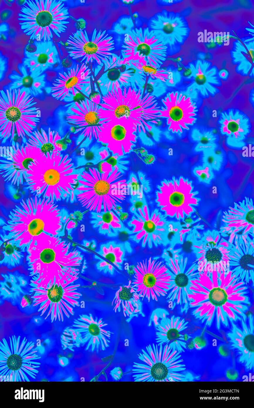 Bright pink holographic neon colored summer flowers  Stock Photo