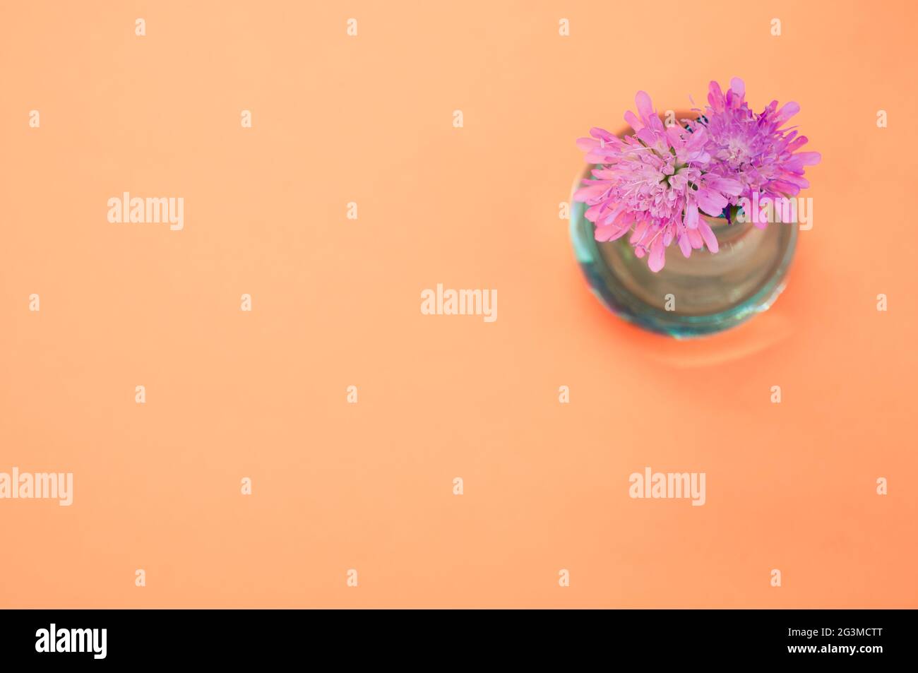Top view of Knautia Macedonica flowers in a vase isolated on a peach