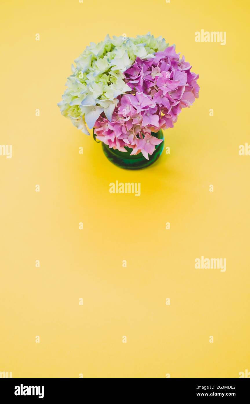 Beautiful pink and green hydrangea flowers in a vase on a yellow ...