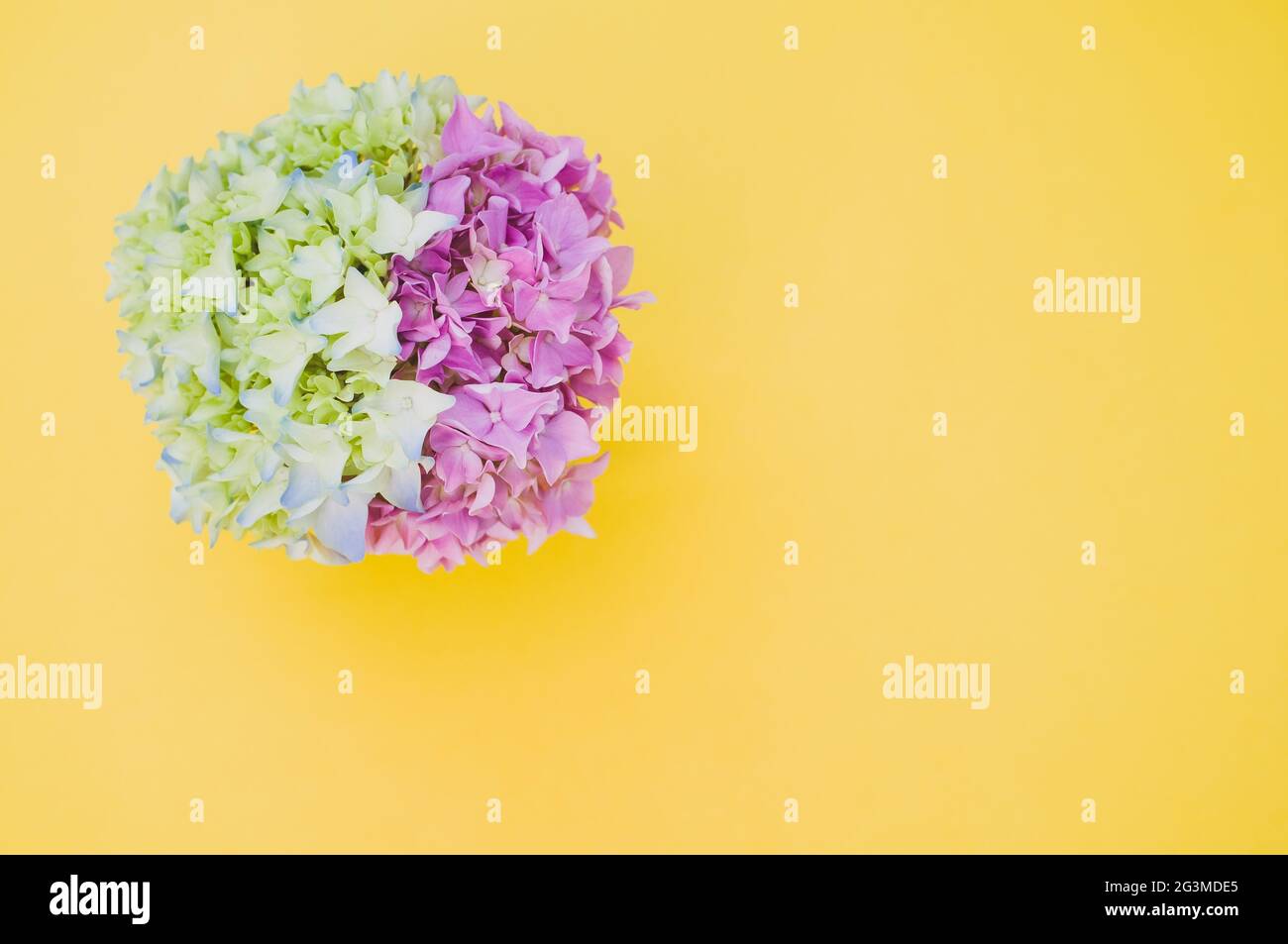 Beautiful pink and green hydrangea flowers in a vase on a yellow ...