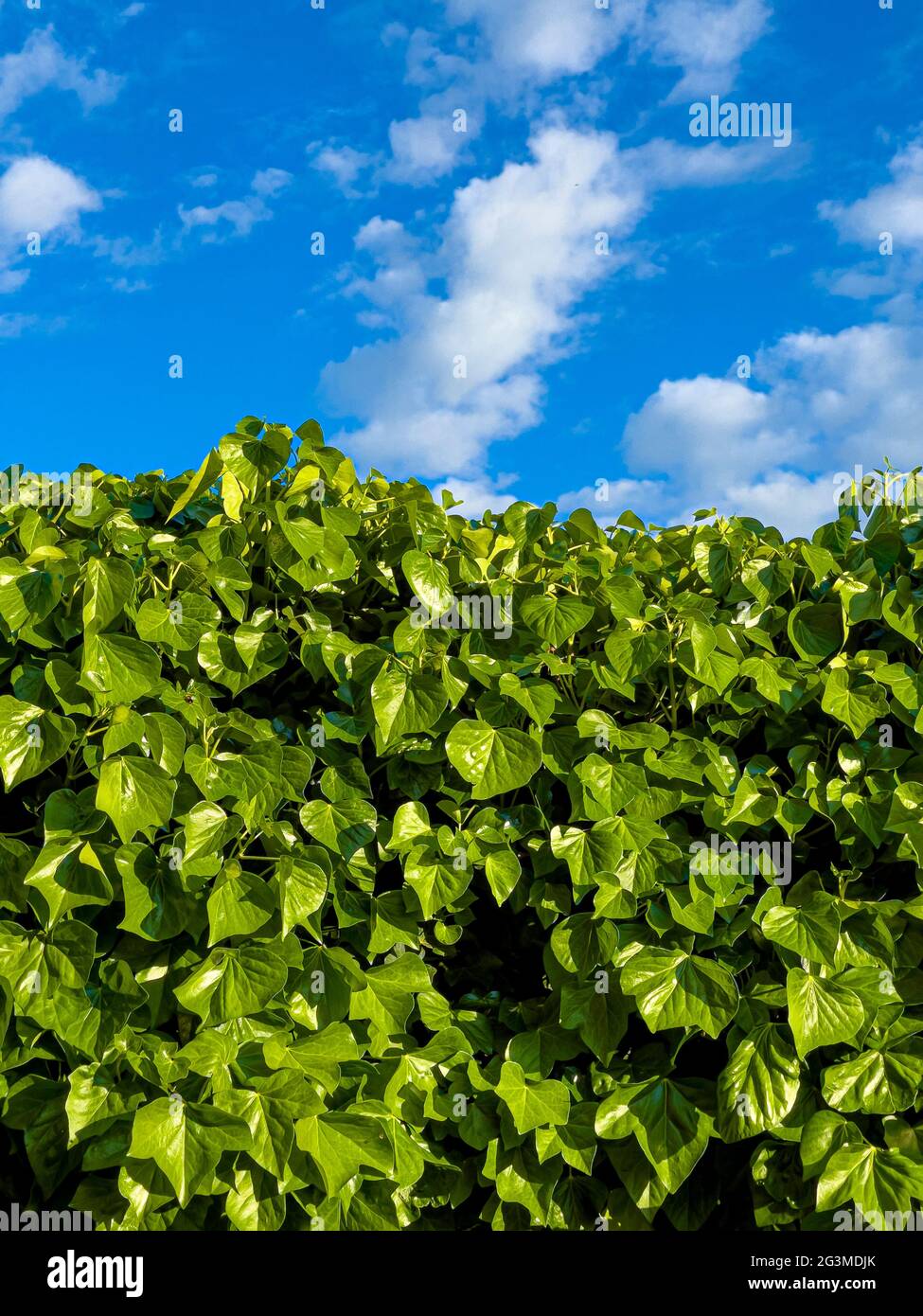 Graphic photo of fresh green ivy hedge and blue sky Stock Photo
