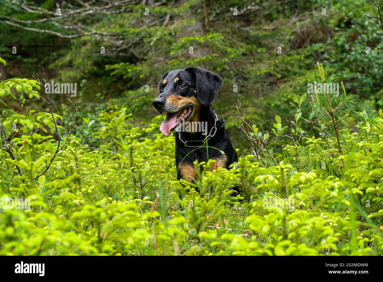 Cute New Zealand Huntaway dog resting in scenic green terrain Stock Photo