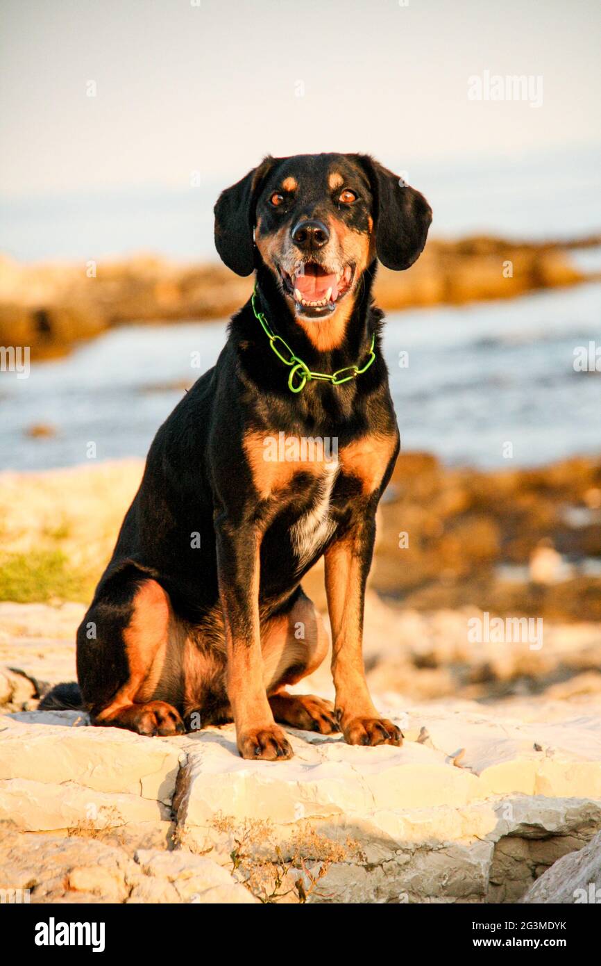 New Zealand Huntaway breed dog sitting on the rocks and posing in the background of a lakeshore Stock Photo