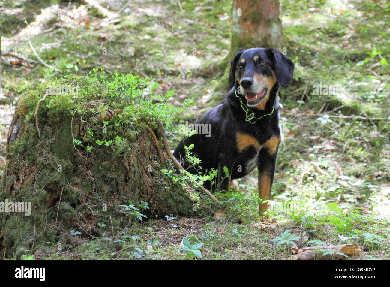New Zealand Huntaway dog lonely wandering in the forest Stock Photo