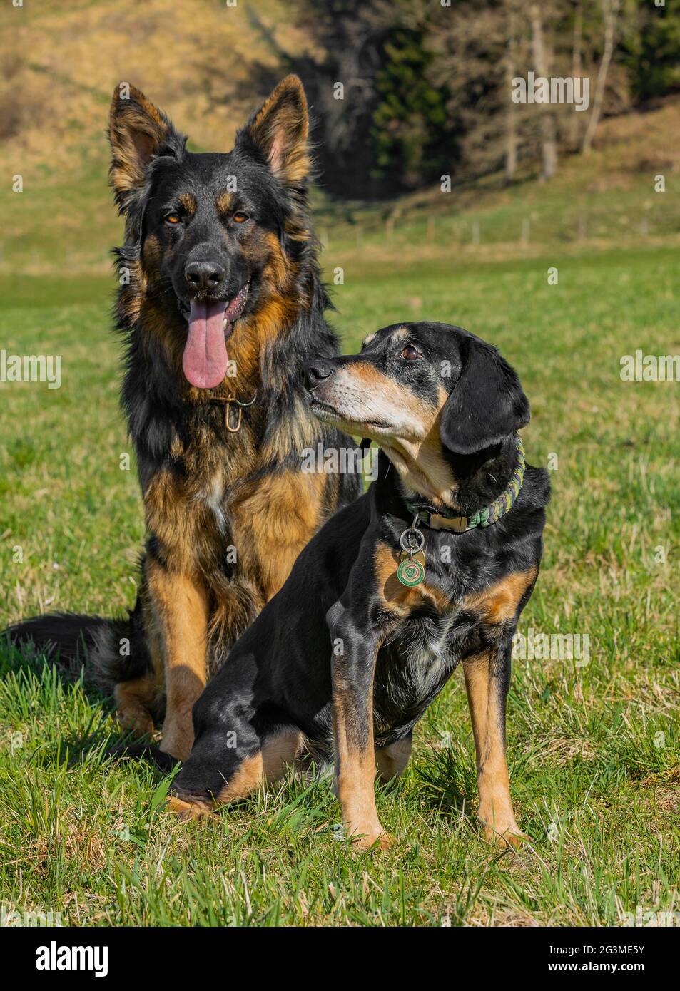 Adorable scene of a German shepherd and New Zealand Huntaway dogs resting together in the meadow Stock Photo