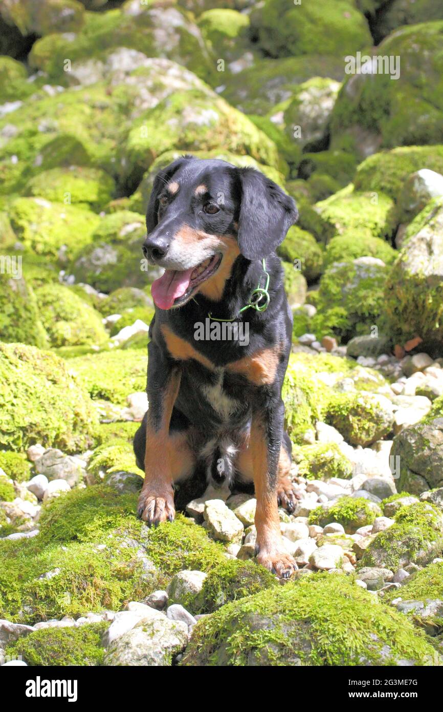 New Zealand Huntaway breed dog resting on moss-covered rocks Stock Photo