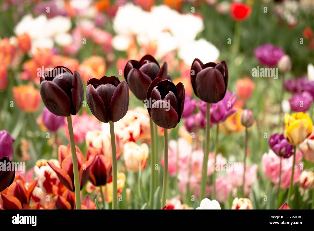 Colorful tulip flowers bloom in the garden Stock Photo - Alamy
