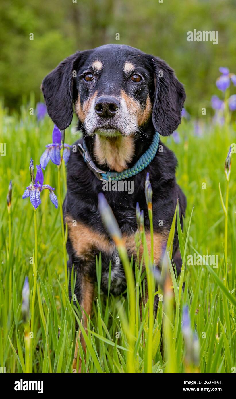 Cute Huntaway breed dog posing in the scenic mea Stock Photo