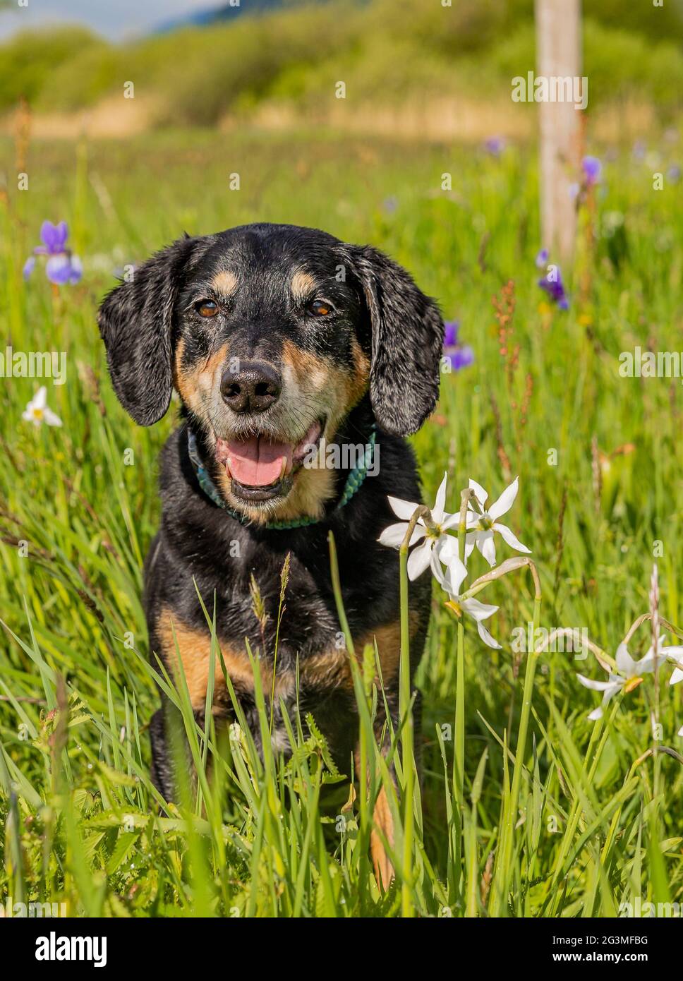 Closeup of an adorable New Zealand Huntaway dog resting in the scenic mead Stock Photo
