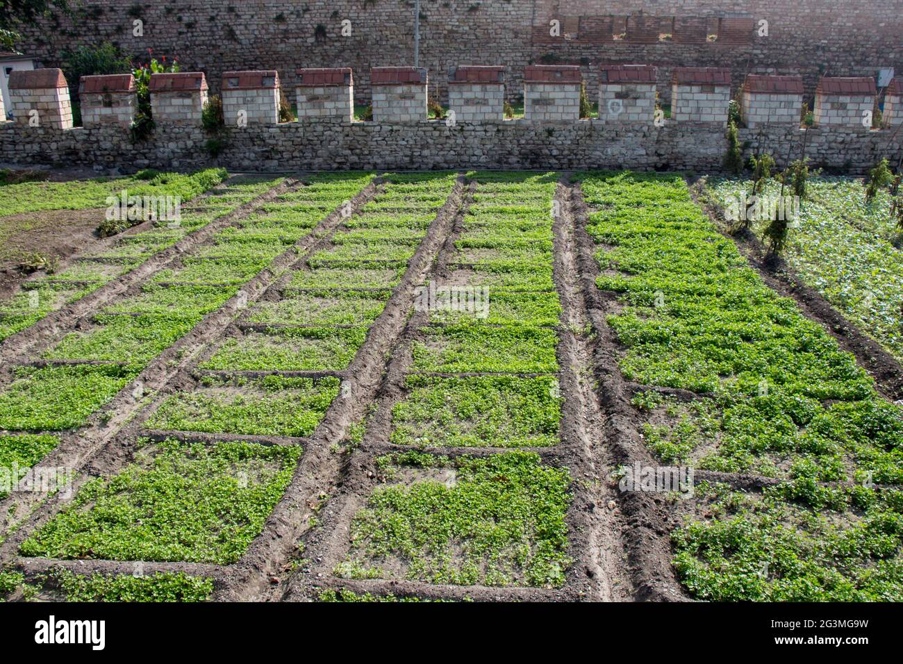 Spring field growing sprouted agricultural crops Stock Photo
