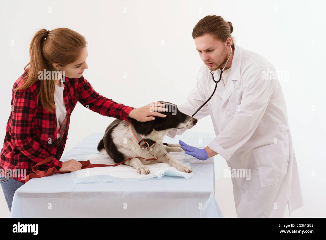 Dog getting checked at vet clinic with thir owner Stock Photo Alamy