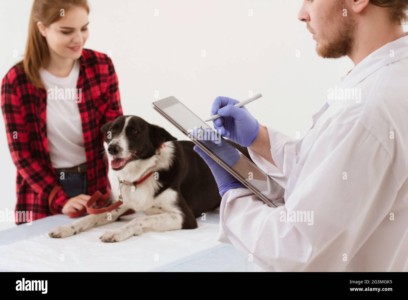 Vet holding clipboard getting dog checked Stock Photo Alamy