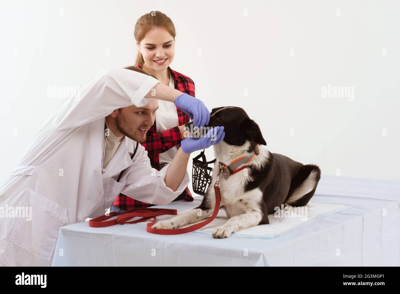 Dog getting checked at vet with their owner Stock Photo Alamy