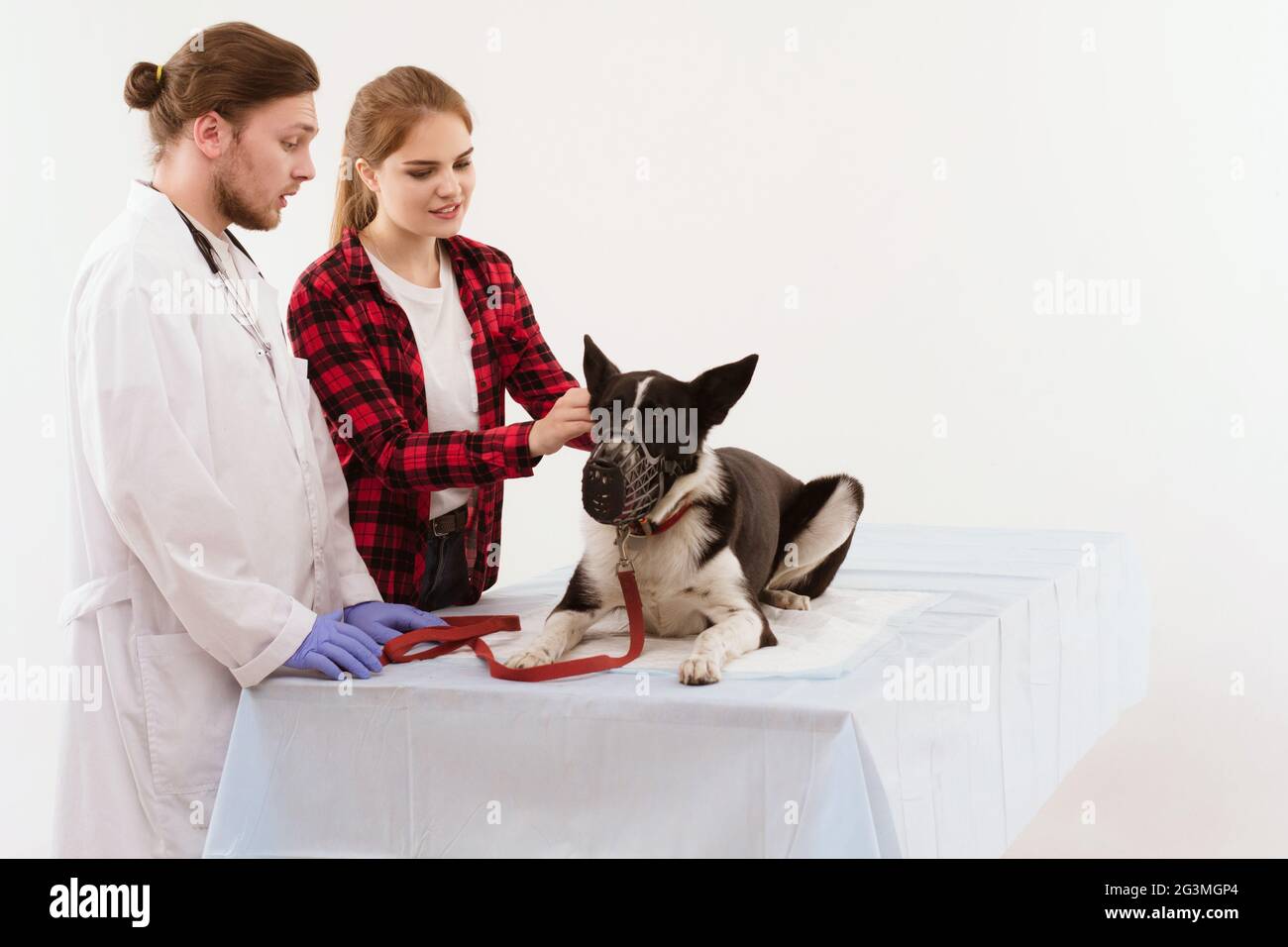 Dog getting checked at vet with their owner Stock Photo Alamy