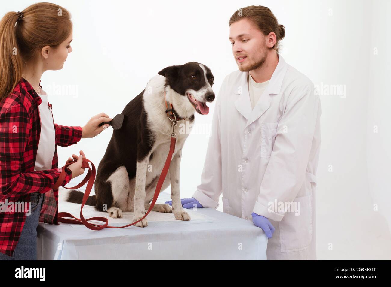 Dog getting checked at vet clinic with thir owner Stock Photo Alamy