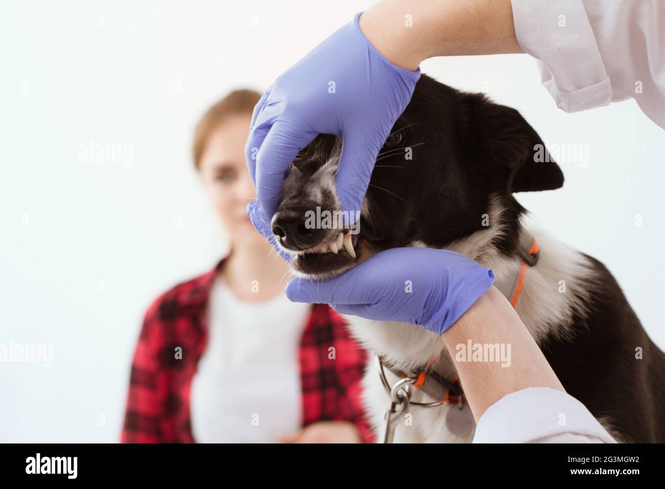 Dog getting checked at vet clinic with thir owner Stock Photo Alamy