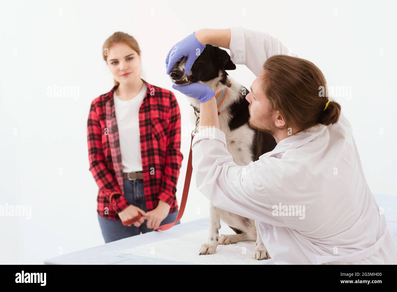 Dog getting checked at vet clinic with thir owner Stock Photo Alamy