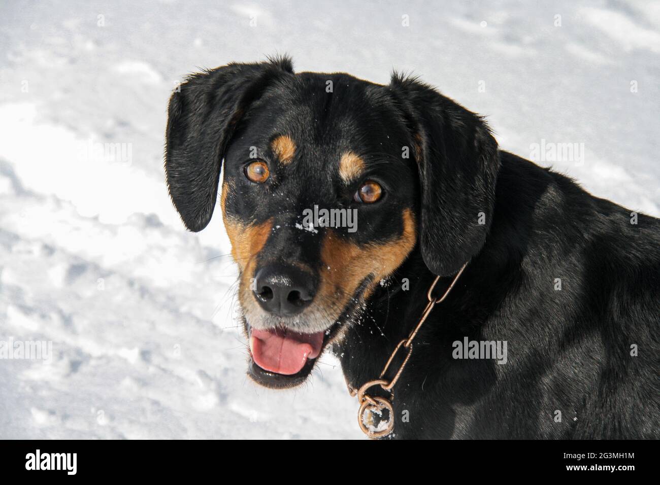 Portrait of a funny New Zealand Huntaway resting outdoors in winter Stock Photo