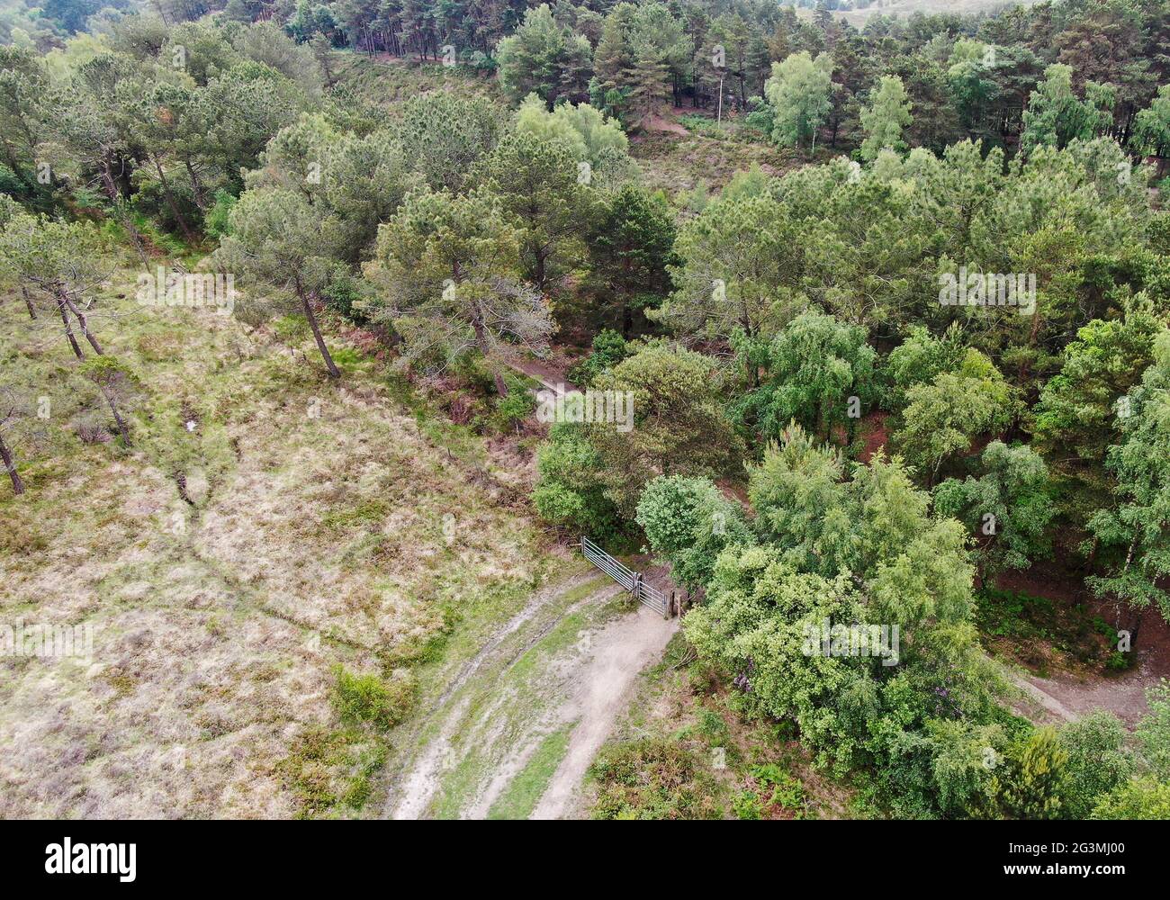 aerial view of heathland and pine trees in Dorset Stock Photo