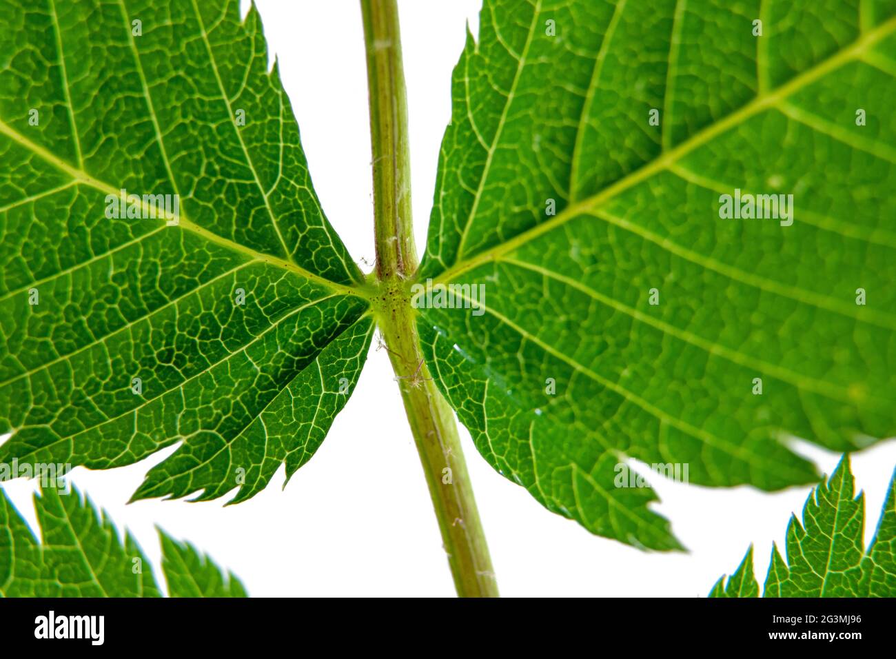 Macro of a leaf of the False Spiraea or Sorbaria Sorbifolia Stock Photo