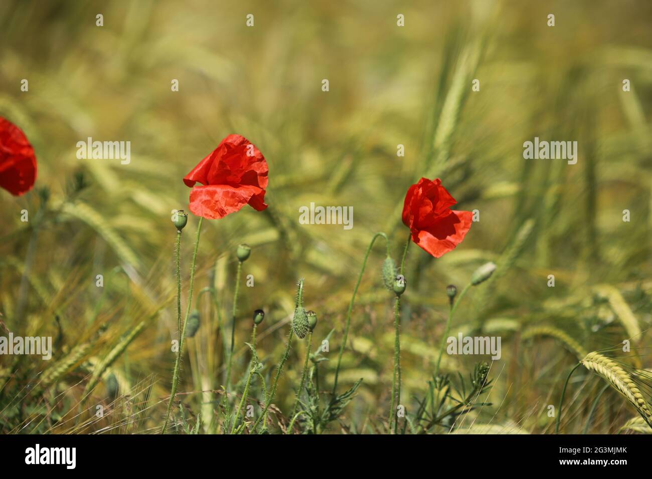 poppies growing wild in a wheat field Stock Photo - Alamy