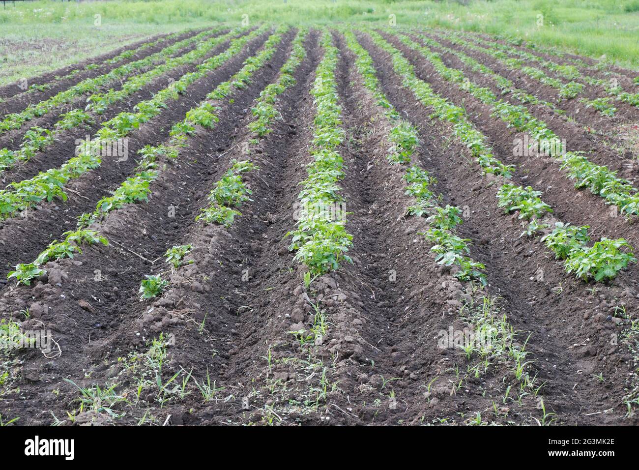 Planted Potato Field High Resolution Stock Photography and Images - Alamy