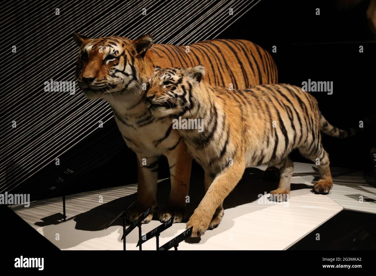 FRANCE RHONE (69)  OF CONFLUENCES, NATURAL HISTORY AND COMPANY,  LOCATED AT THE CONFLUENCE OF THE RHONE AND SAONE, MOUNTED ANIMALS, TIGER  Stock Photo - Alamy