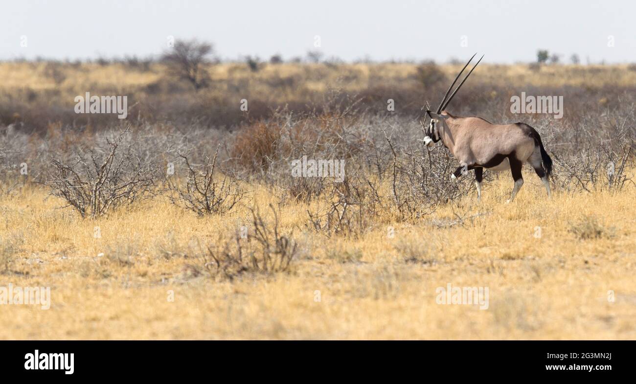 Oryx in the Kalahari desert Stock Photo - Alamy