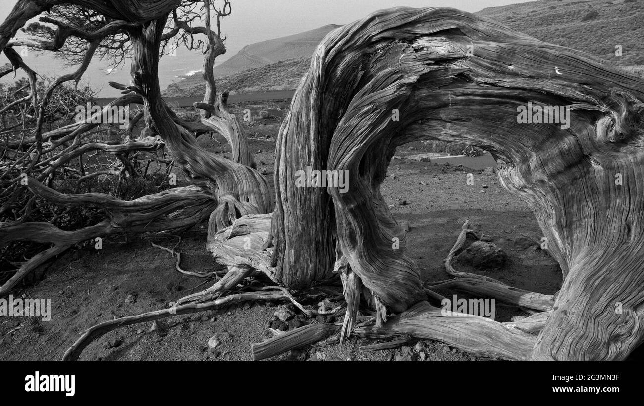El Hierro, Spain. A Savin, the typical tree from el Hierro, shaped by the effect of the constant wind. This tree has become a symbol of the island. Stock Photo