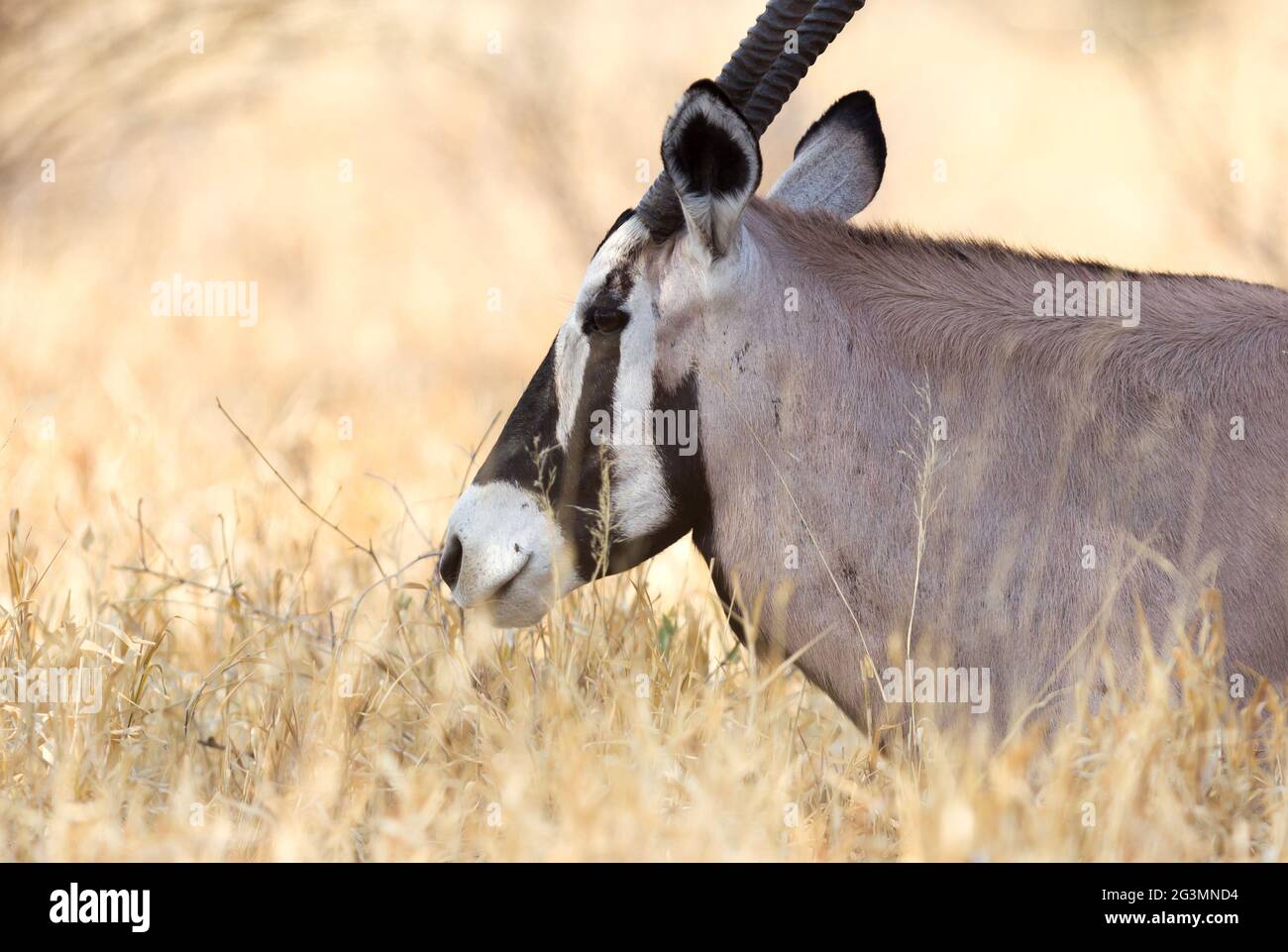 Oryx in the Kalahari desert Stock Photo - Alamy