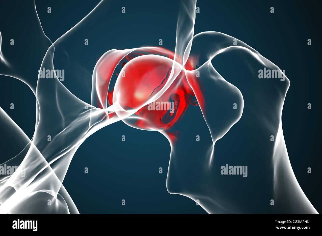 Canine dysplasia, dog bone with visible hip joint and femur affected by