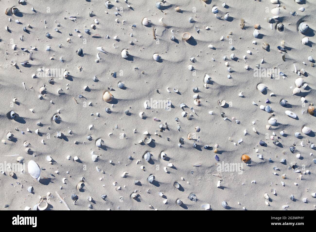 Many shells on a beach Stock Photo - Alamy