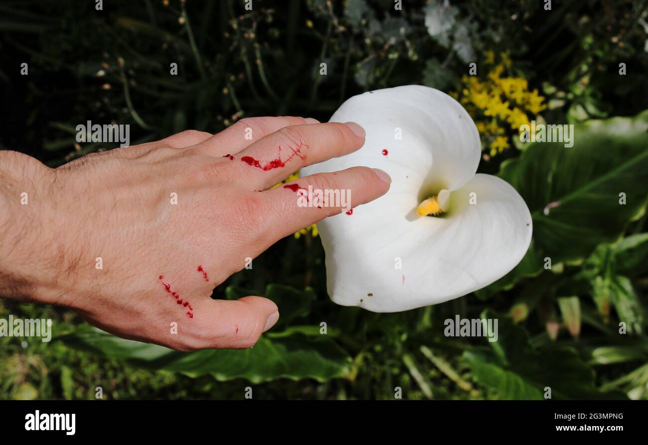 Man's hand has been freshly scratched by a cat in the garden. Fresh blood is coming out out of the skin layer. Splash of blood drops on a white flower Stock Photo