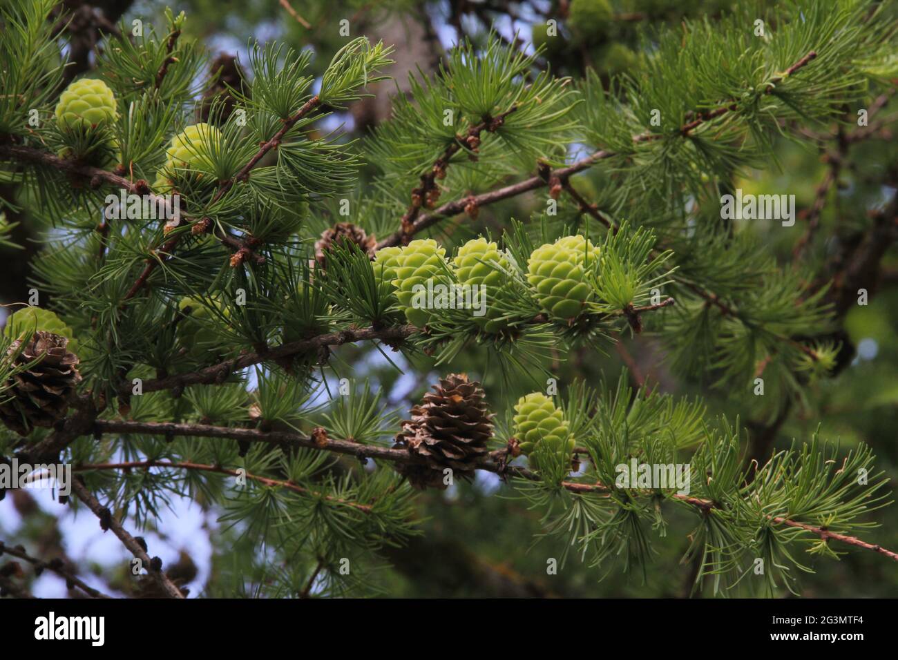 Hanging branches larch tree hi-res stock photography and images - Alamy