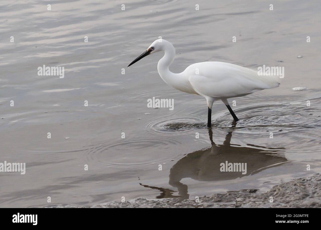 Little Egret hunting for food in shallow water Stock Photo Alamy