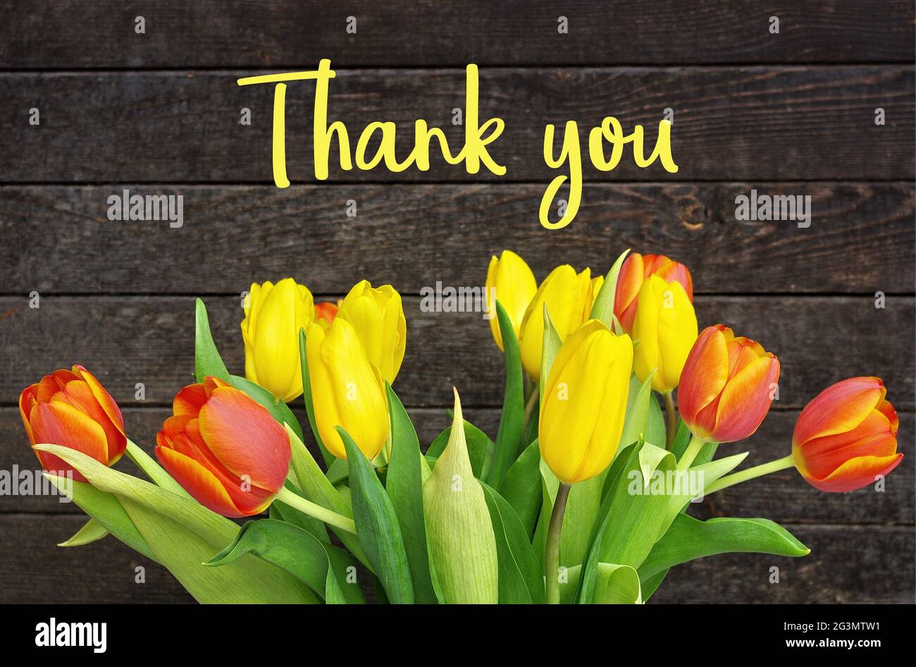 Thank You Message, Colorful tulips on wooden background. Spring flower
