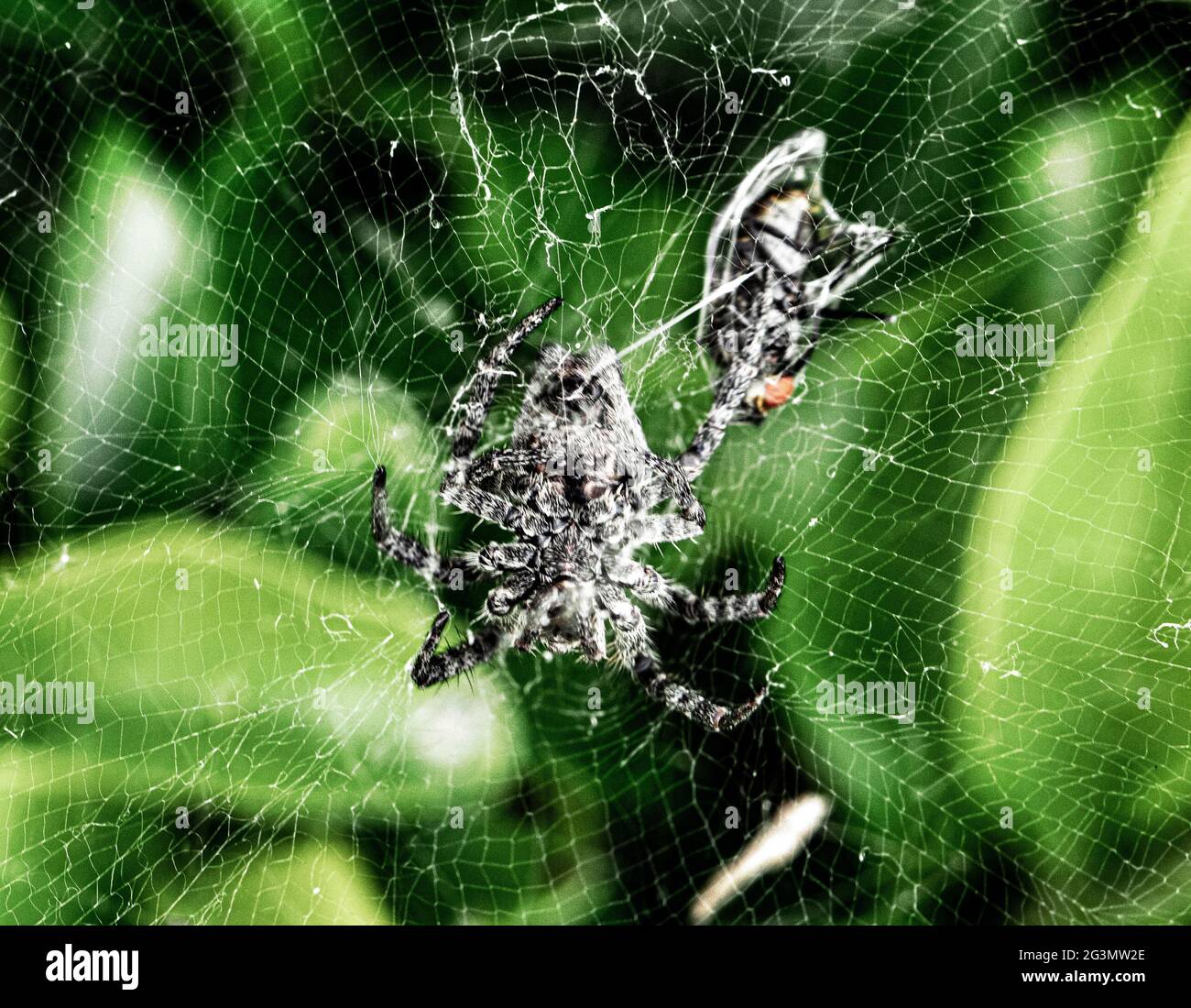 File:Spider-web-insect - West Virginia - ForestWander.jpg