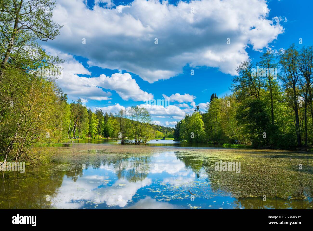 Germany, Ebnisee lake water reflecting nature landscape of  forest and trees in swabian forest near kaisersbach and welzheim in summer Stock Photo