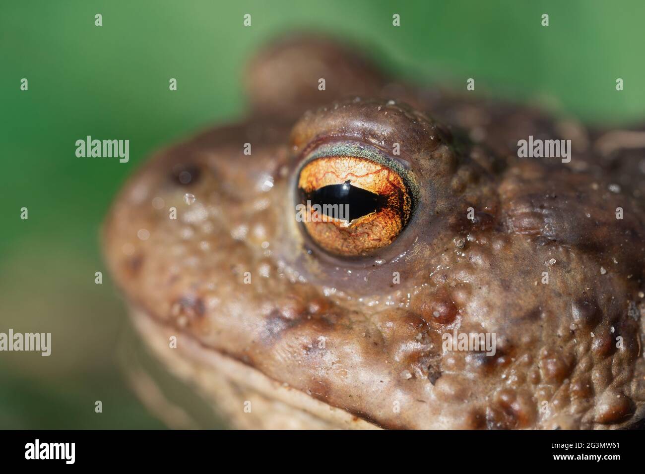 Portrait in profile of a common toad with a big orange eye macro ...